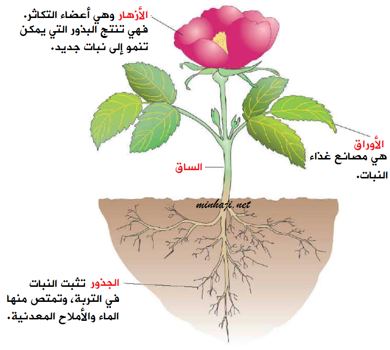 تركيب النبات الزهري